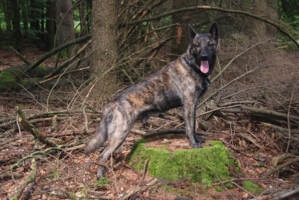 Hollandse Herdershond, korthaar