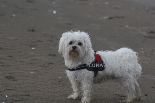 Luna in Noordwijk aan het strand