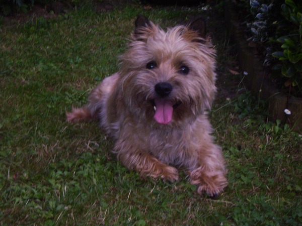 Cairn Terrier