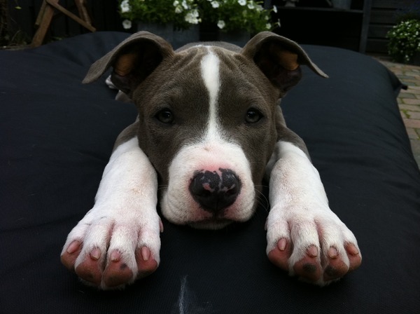 American Staffordshire Terrier