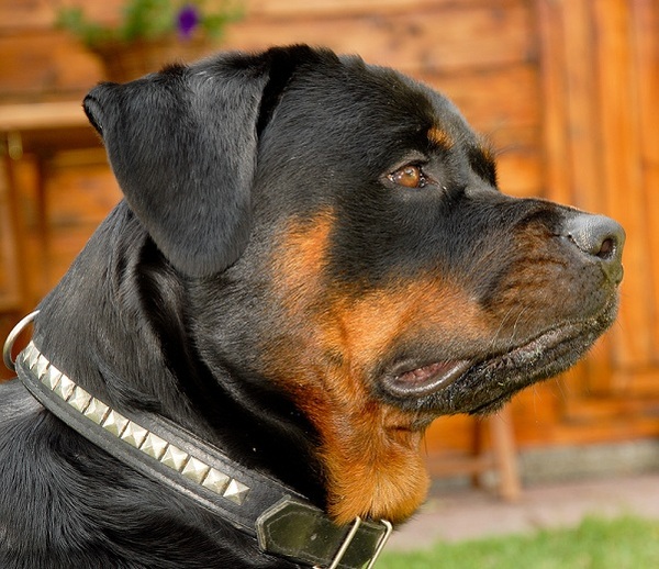 Van de Sjans Rottweilers