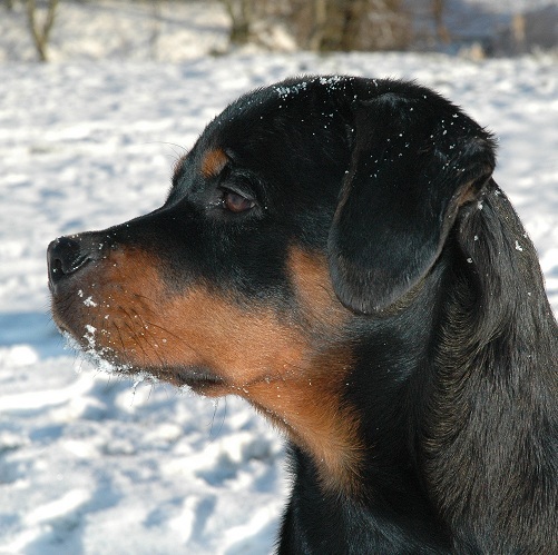 Van de Sjans Rottweilers