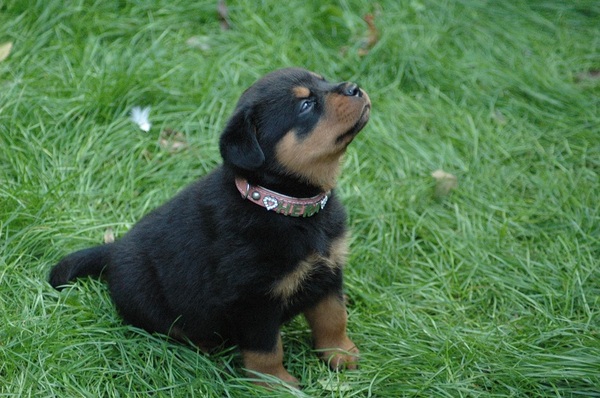 Van de Sjans Rottweilers