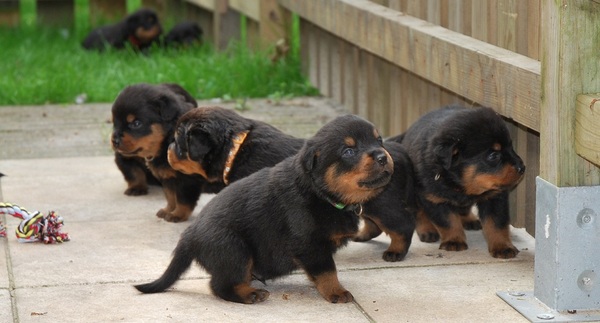 Van de Sjans Rottweilers