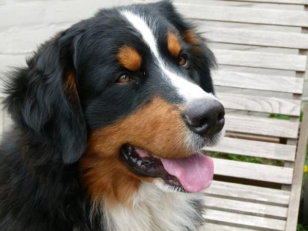 Berner Sennenhond