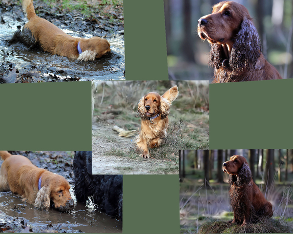 Engelse Cocker Spaniel