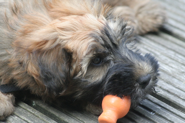 Irish Softcoated Wheaten Terriër