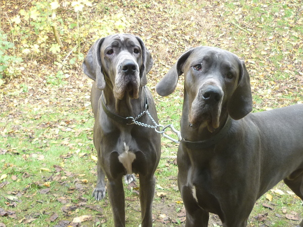 Duitse doggen van Apenstad