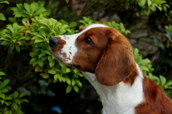 Welsh Springer Spaniel