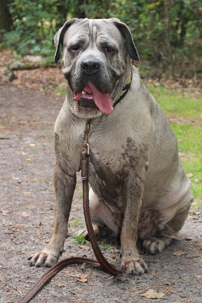 Cane Corso