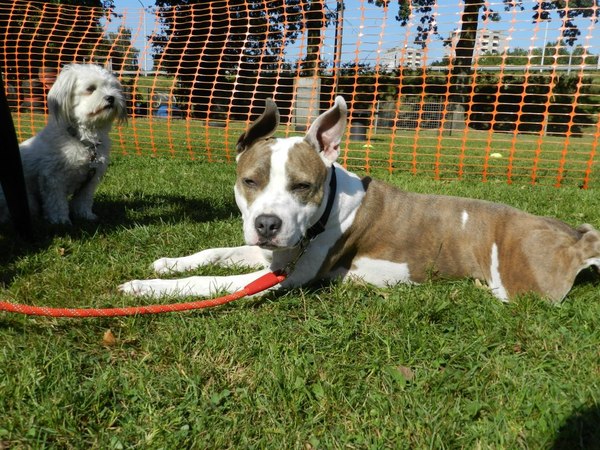 American Staffordshire Terrier