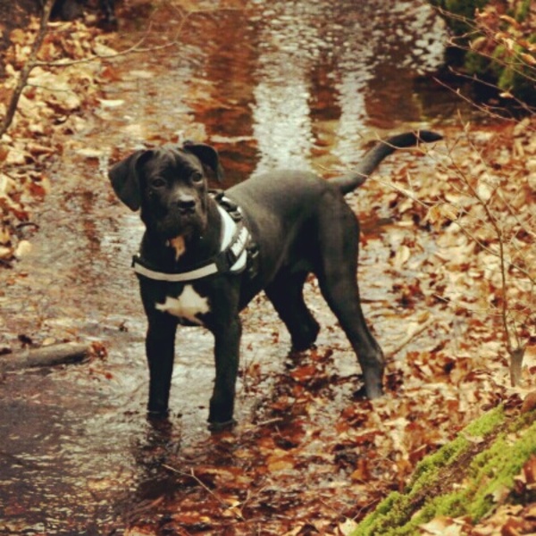 Cane Corso