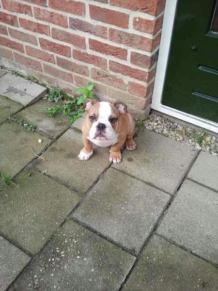 Engelse Bulldog