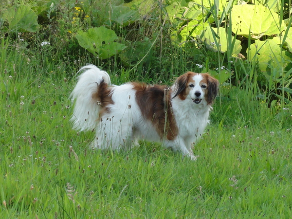 Kooikerhondje