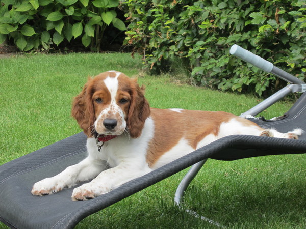 Welsh Springer Spaniel