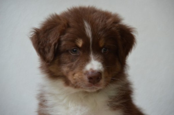 Australian Shepherd