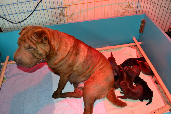 Shar-pei-kennel The Wrinkled Journey