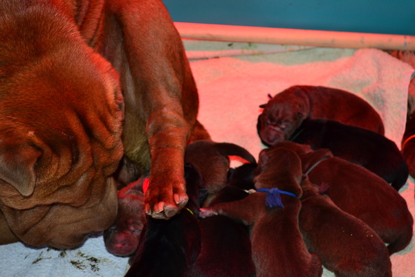 Shar-pei-kennel The Wrinkled Journey