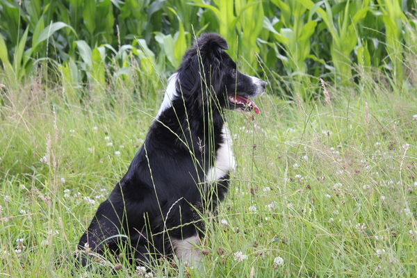 Border Collie