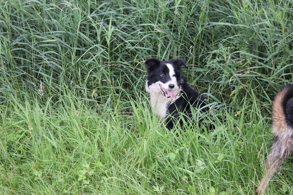 Border Collie