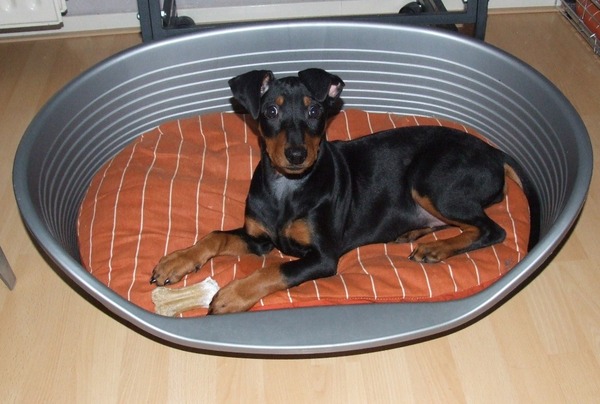 Duitse Pinscher