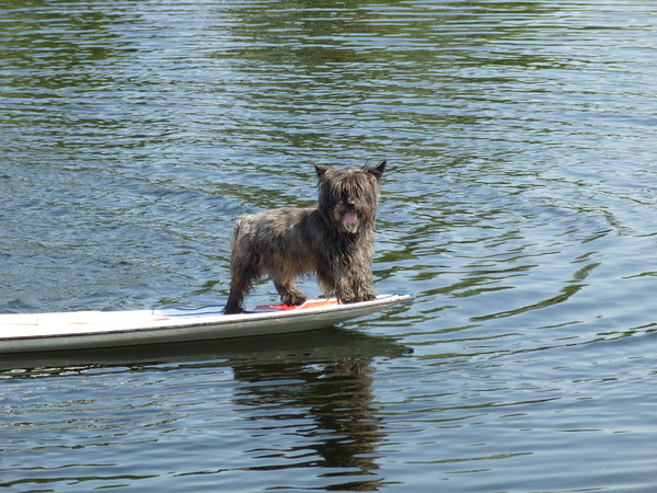 Cairn Terrier