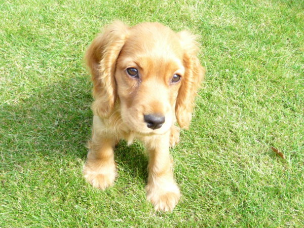 Engelse Cocker Spaniel