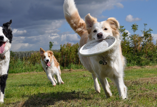 Border Collie