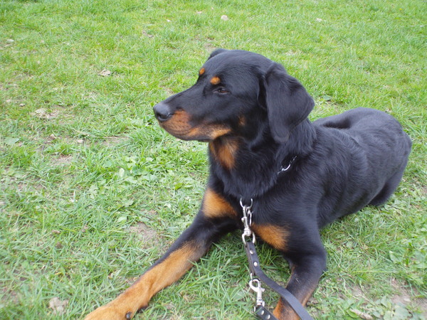 Beauceron van de Bieze