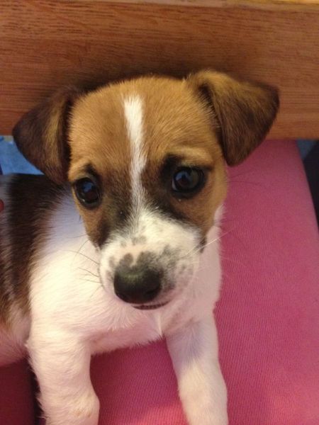 Jack Russell Terrier