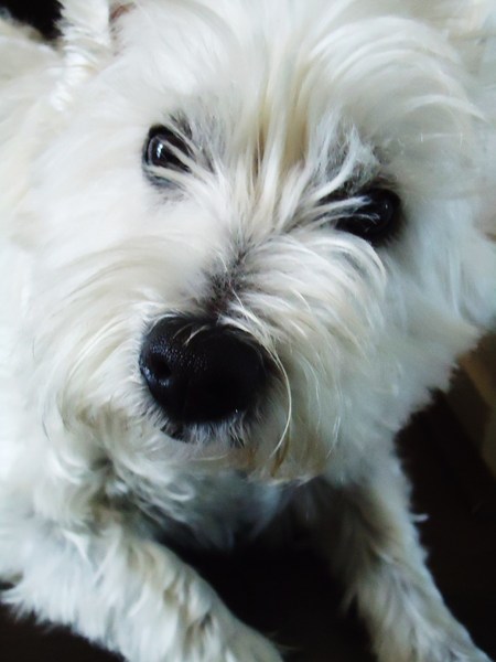 West Highland White Terrier