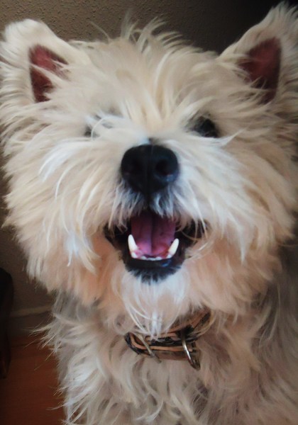 West Highland White Terrier