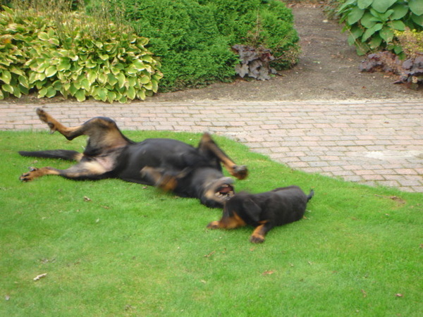 Beauceron van de Bieze