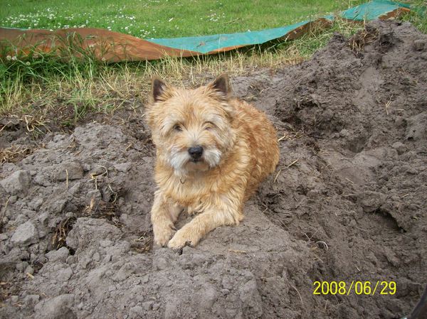 Cairn Terrier