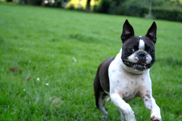 Boston Terrier