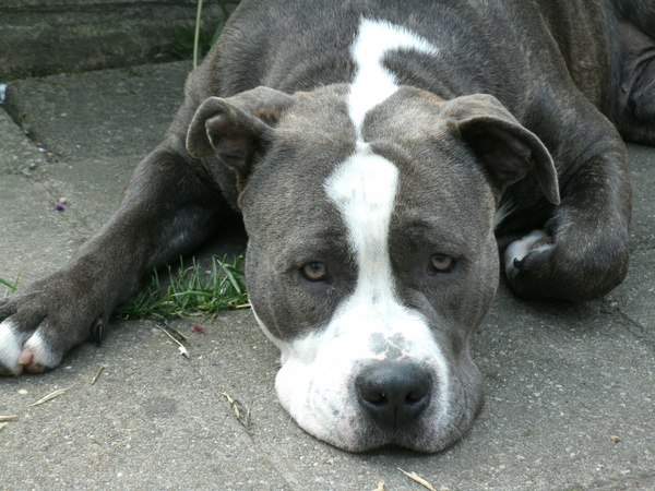 American Staffordshire Terrier