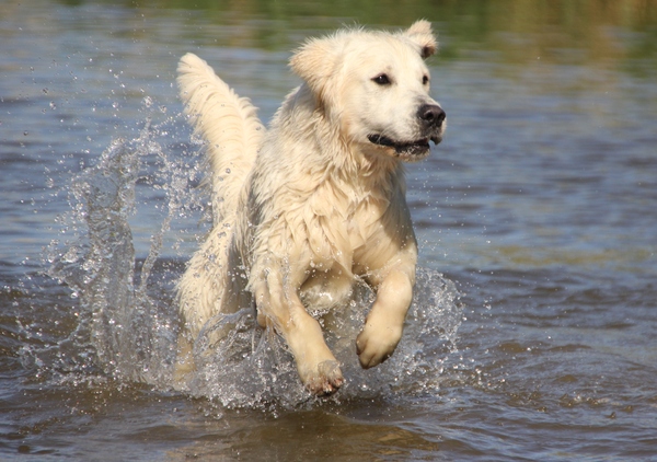 Golden Retriever