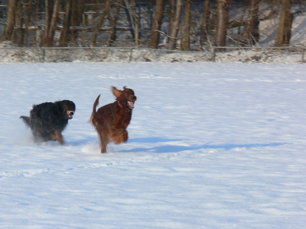 Spelen in de sneeuw