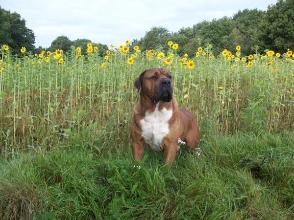 Boerboel