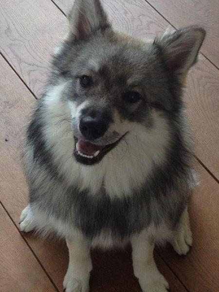 Grote Keeshond, wolfsgrijs