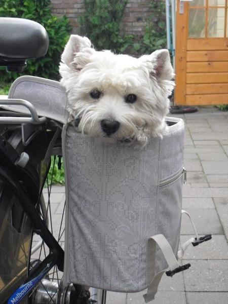 West Highland White Terrier