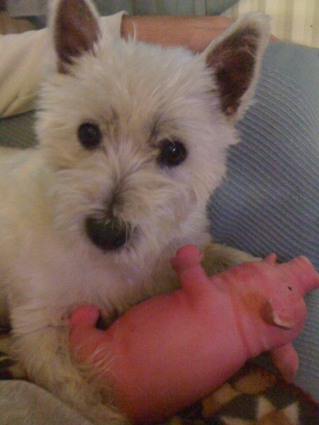 West Highland White Terrier