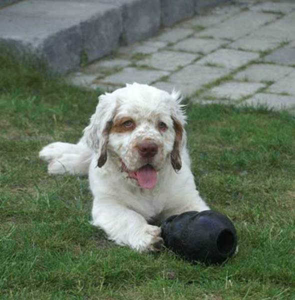 Clumber Spaniel