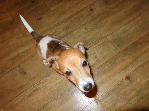 Jack Russell Terrier