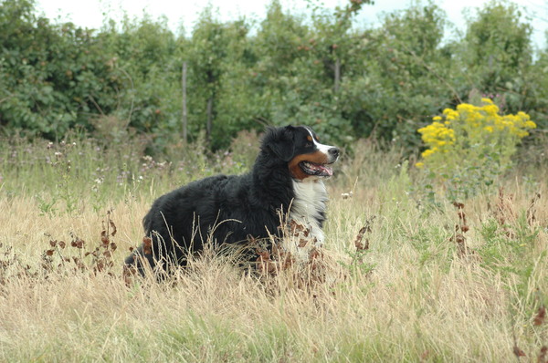 Berner Sennenhond