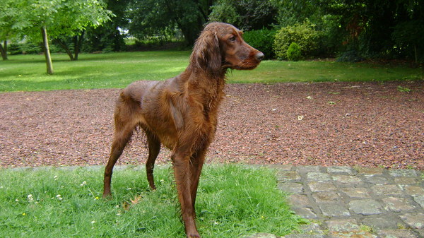 Ierse Setter