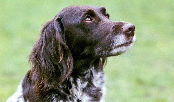 Wat zijn het toch schitterende honden!