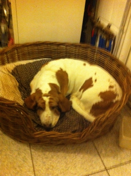 Basset Hound