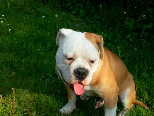 Old English Bulldog