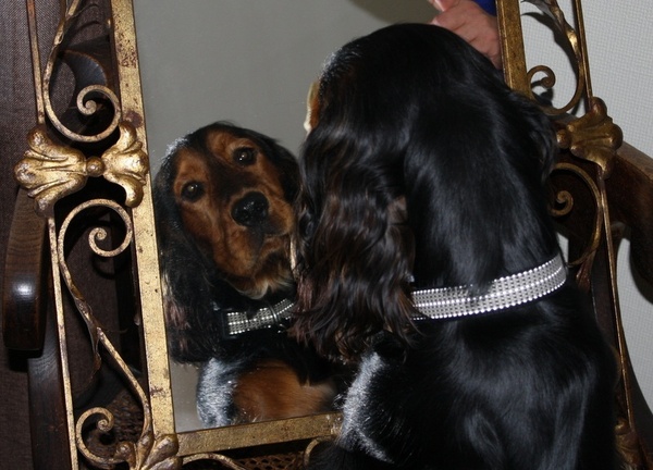 Engelse Cocker Spaniel